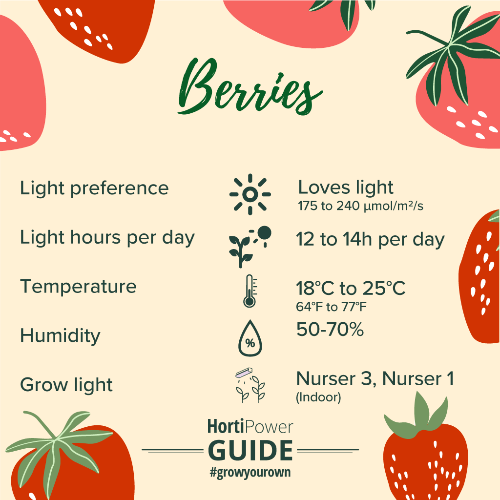 grow guide Berries indoor