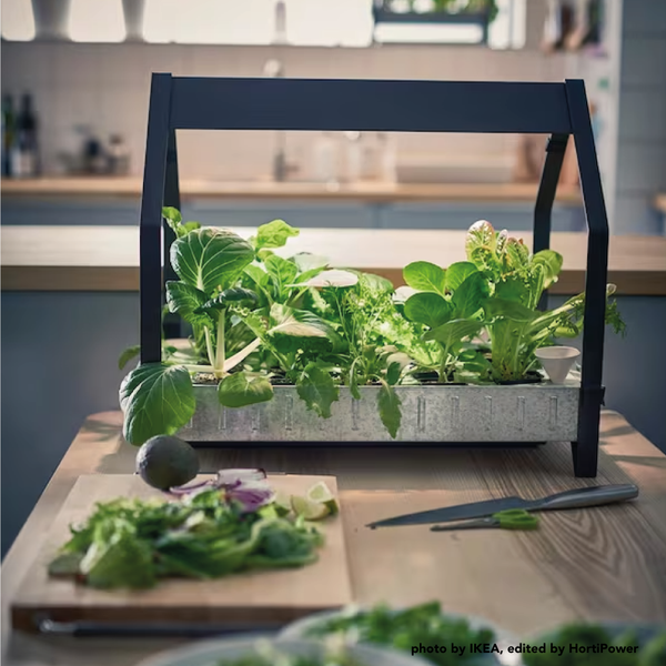 IKEA VÄXER with growlight and leafy greens