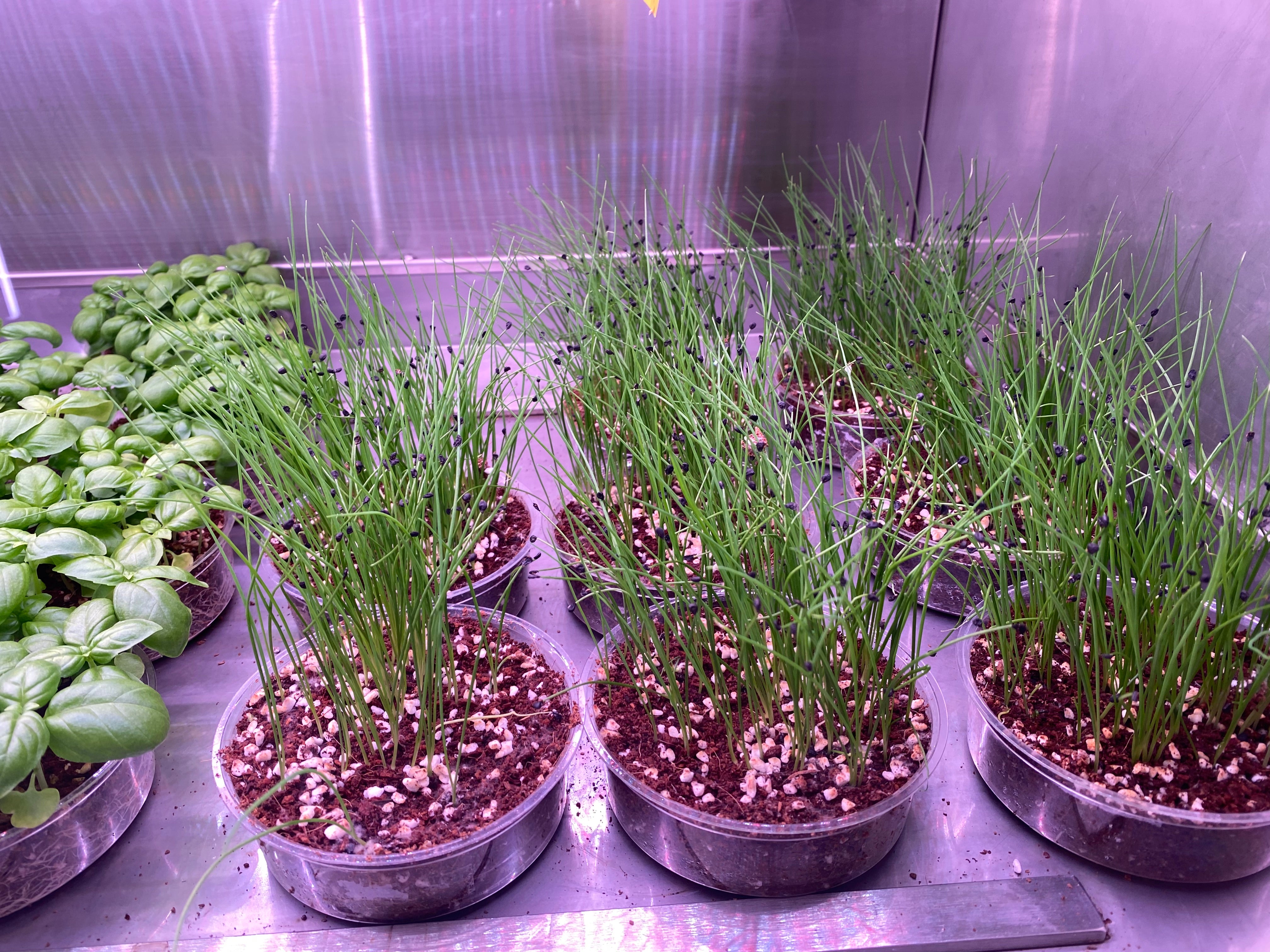 Herbs under grow light