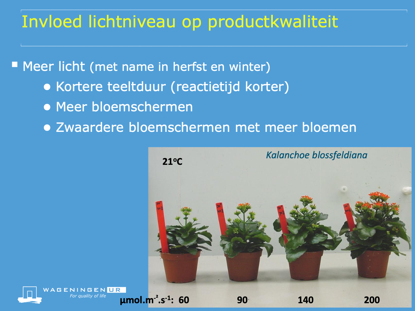 Kalanchoe licht en bloei