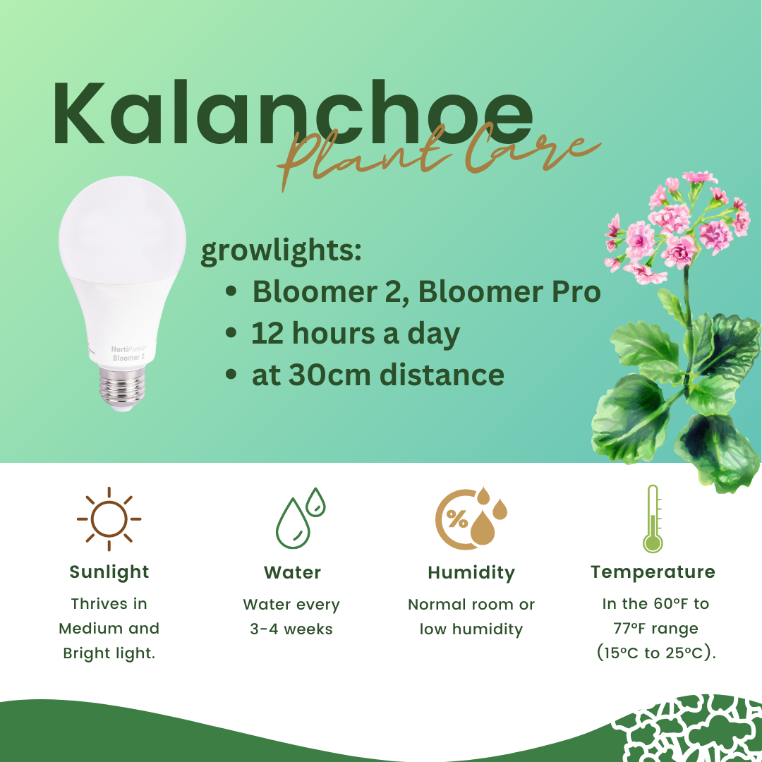 Kalanchoe plant care tips infographic