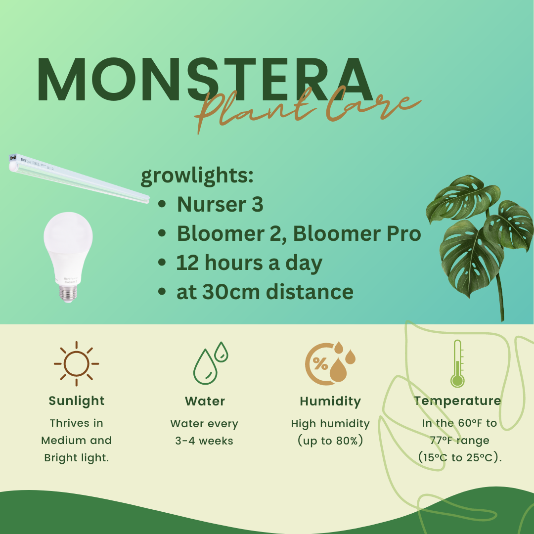 Monstera plant care tips with light tempature and humidity infographic