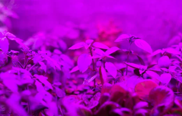 plant under purple grow light