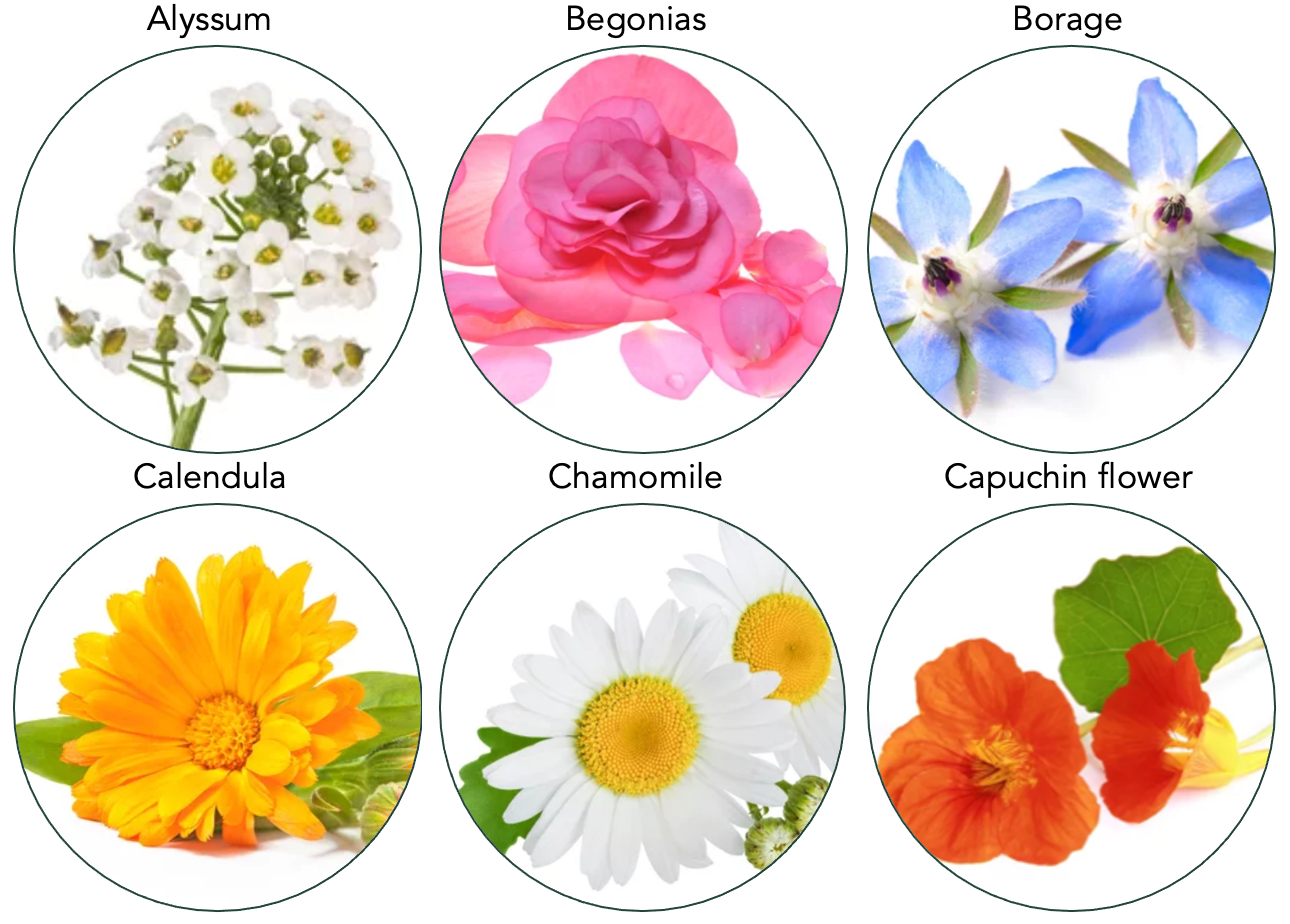 overview of edible flowers to grow indoor with light 