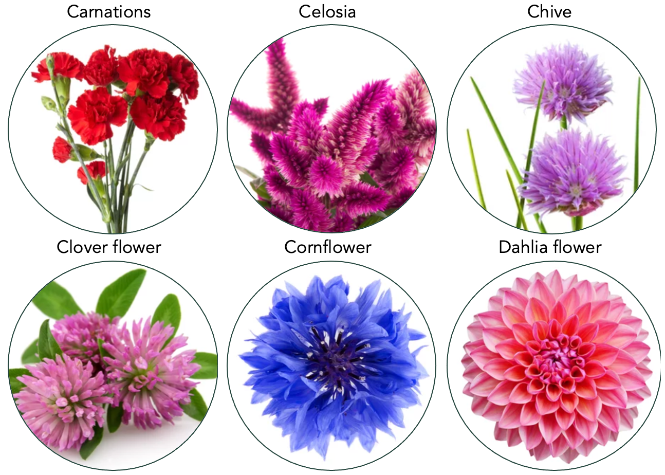 overview of edible flowers to grow indoor with light 