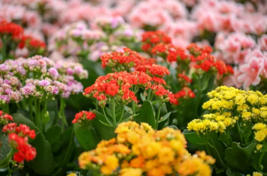 Kalanchoe blossfeldiana various colours