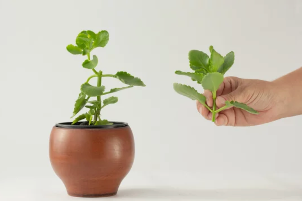 Kalanchoe cutting holding in a hand