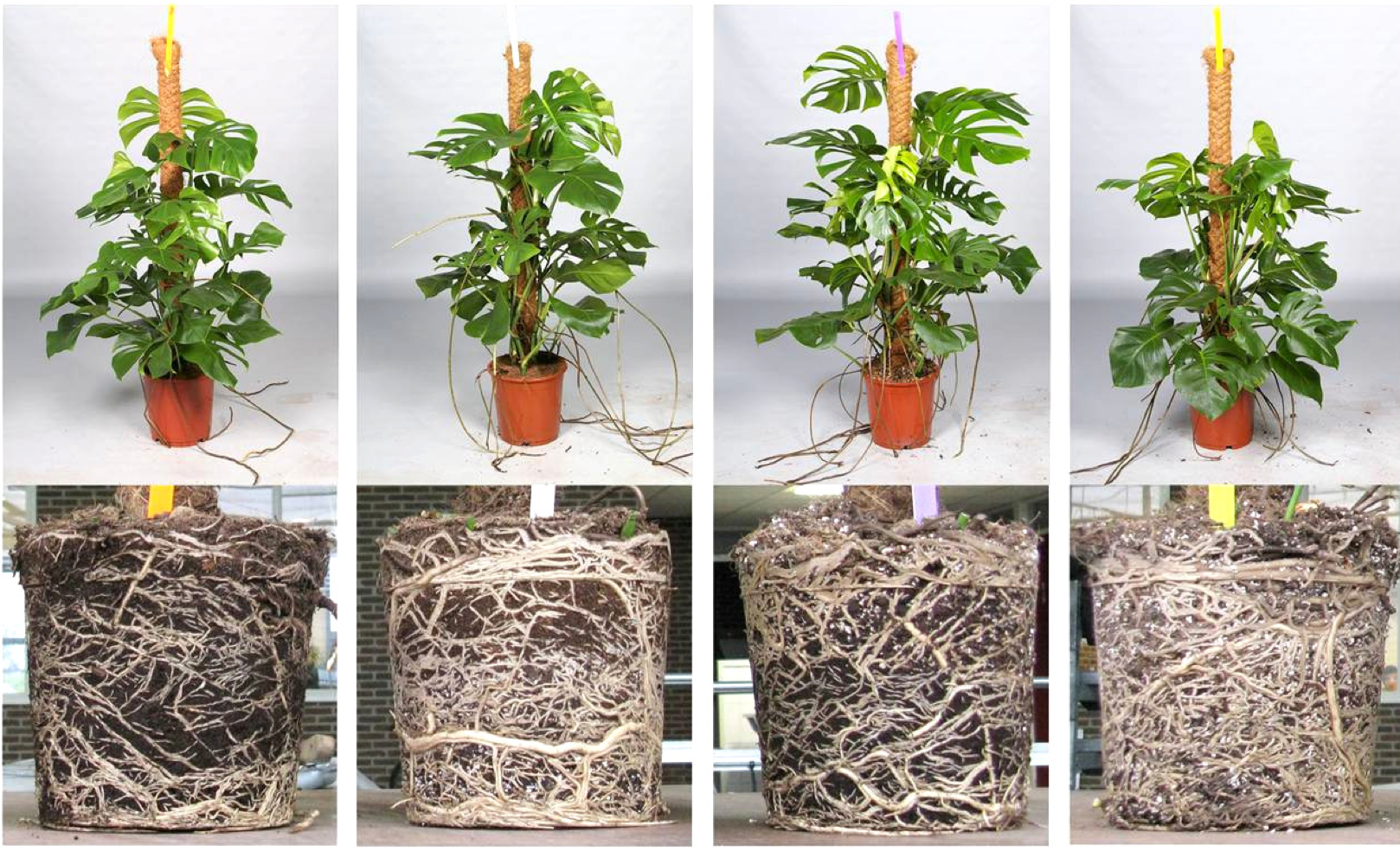 A photo of a Monstera plant potted in a container with a distinct soil distribution. The bottom half of the pot is filled with fine soil, while the top half contains coarse soil. The fine soil ensures adequate moisture retention for the plant's roots, while the coarse soil promotes better airflow and prevents soil compaction. The Monstera plant is displaying its characteristic large, glossy leaves with unique leaf perforations.