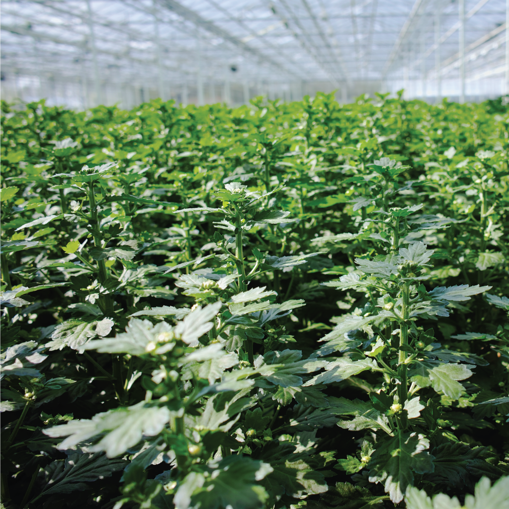 Chrysanthemum in a greenhouse grow taller with flowering lights