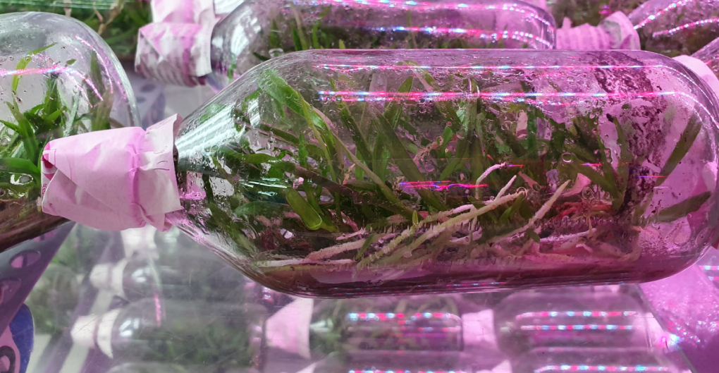 Dendrobium tissue culture under HortiPower light in a glass bottle