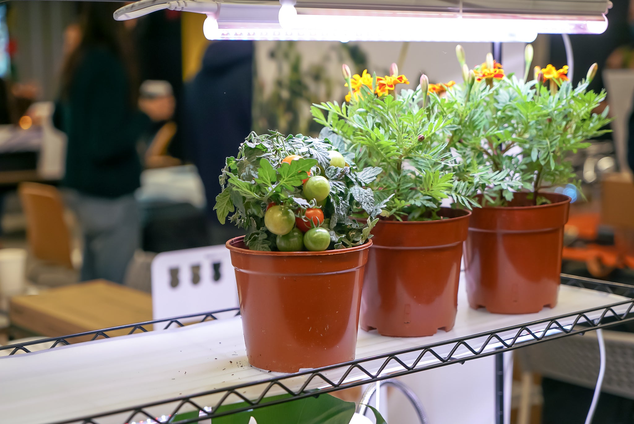 Tomato plant and Tagetes under growlight