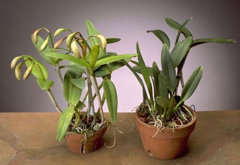 orchid with and without flowering buds, due to different light exposure