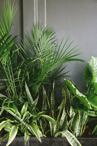 Houseplants that require low light level