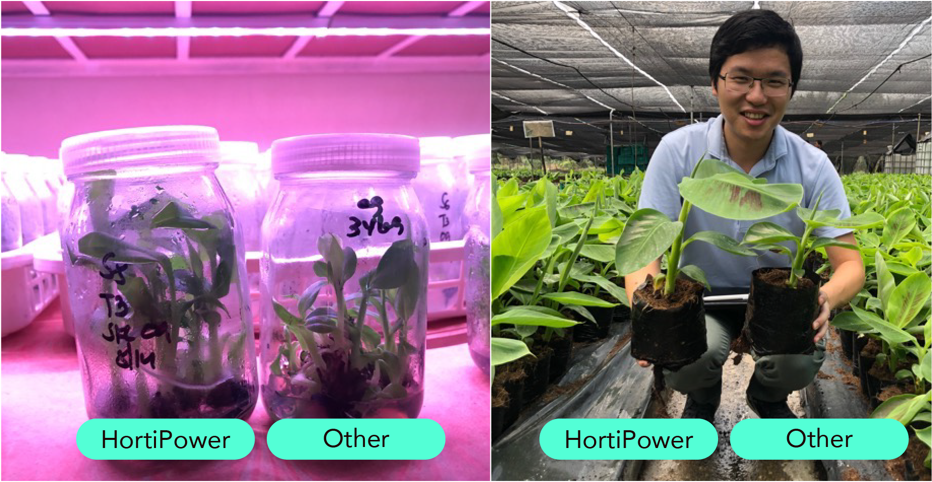 A side by side comparison of banana tissue culture under HortiPower and other lights