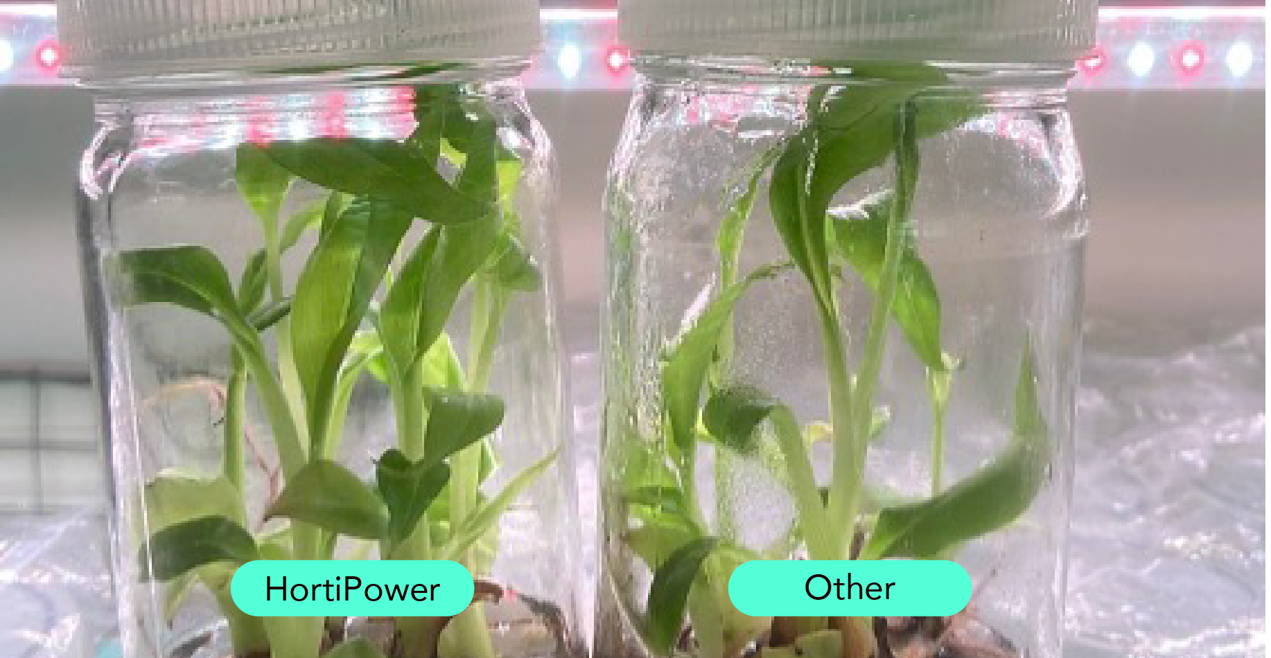 Banana tissue culture at House of Musa under different lights