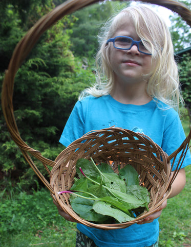 plantain, harvest, foraging