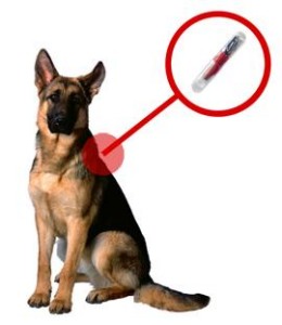 So Why Have A Microchip Implanted Because It Is Extremely Difficult To Damage Or Remove Does Not Require Batteries So Will Last The Lifetime Of Your Pet So Why Have A Microchip Implanted Because It Is Extremely Difficult To Damage Or Remove Does Not Require Batteries So Will Last The Lifetime Of Your Pet