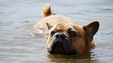 cane nuotare