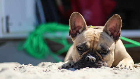cane spiaggia bulldog