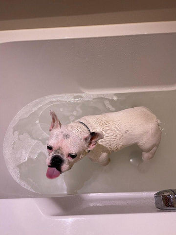 doccia bulldog francese bagnetto