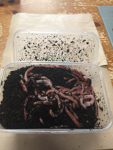 Dendro Worms (Large Pot) – Landers Outdoor World - Ireland's Adventure &  Outdoor Store