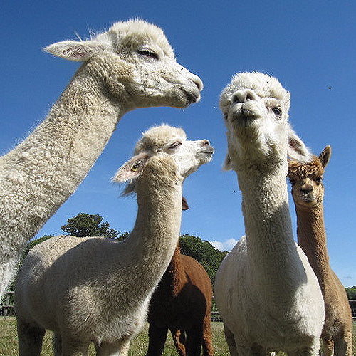 Farm-alpacas.jpg