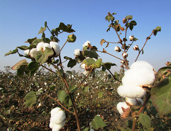 cotton.jpg