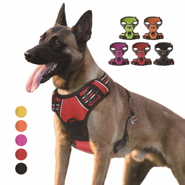 dog collars and accessories