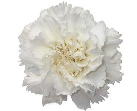 White Lapel Flower Black Tie Event