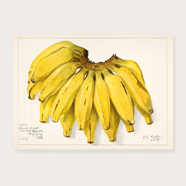 Plakat kiść bananów
