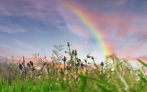 Wild flowers and herbs with rainbow