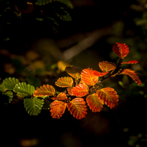 Nothofagus Gunnii - Turning of the Fagus - Photographer: Steve Barker