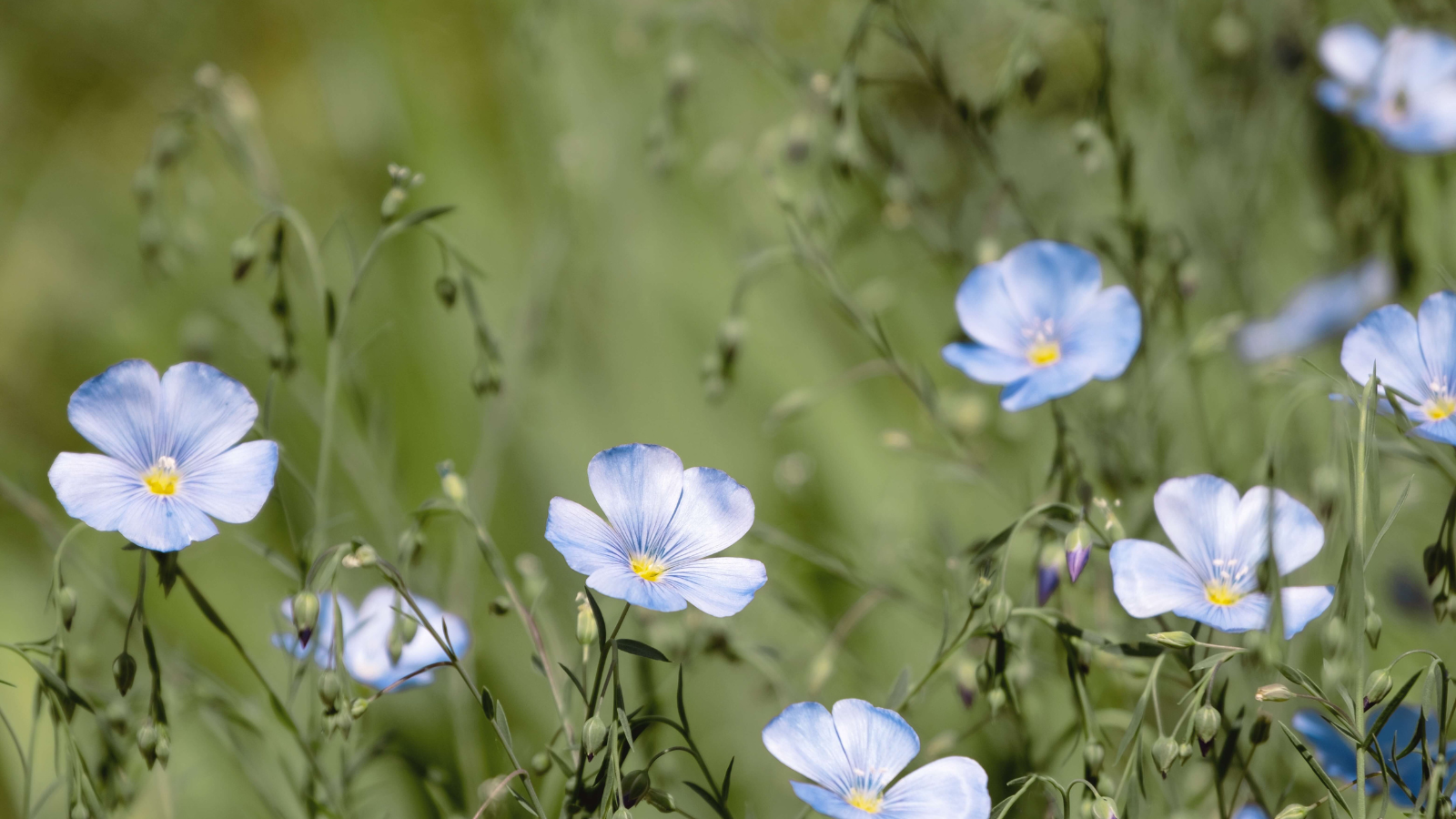 Lein Blüten