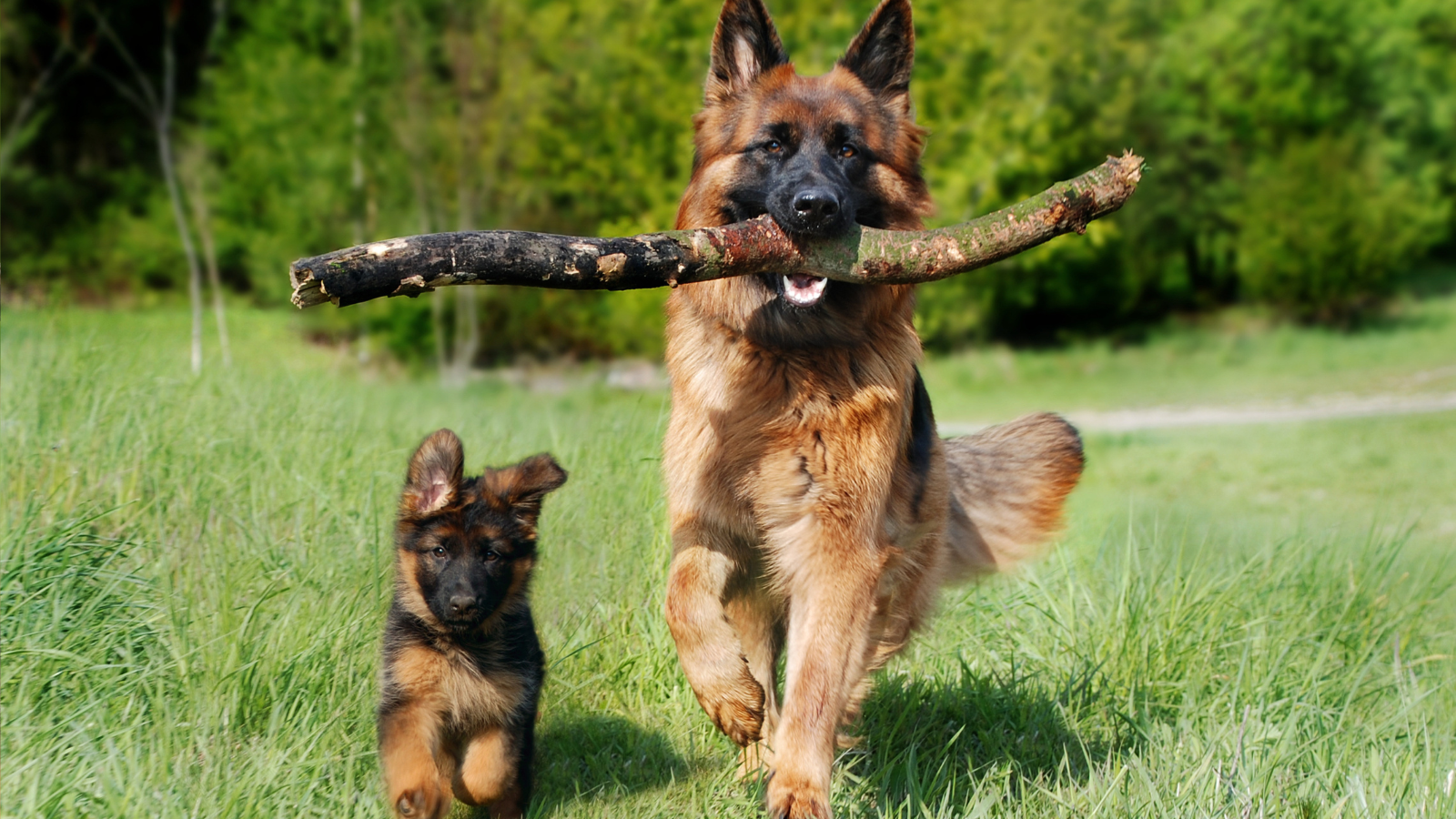 Deutscher Schäferhund mit Welpen