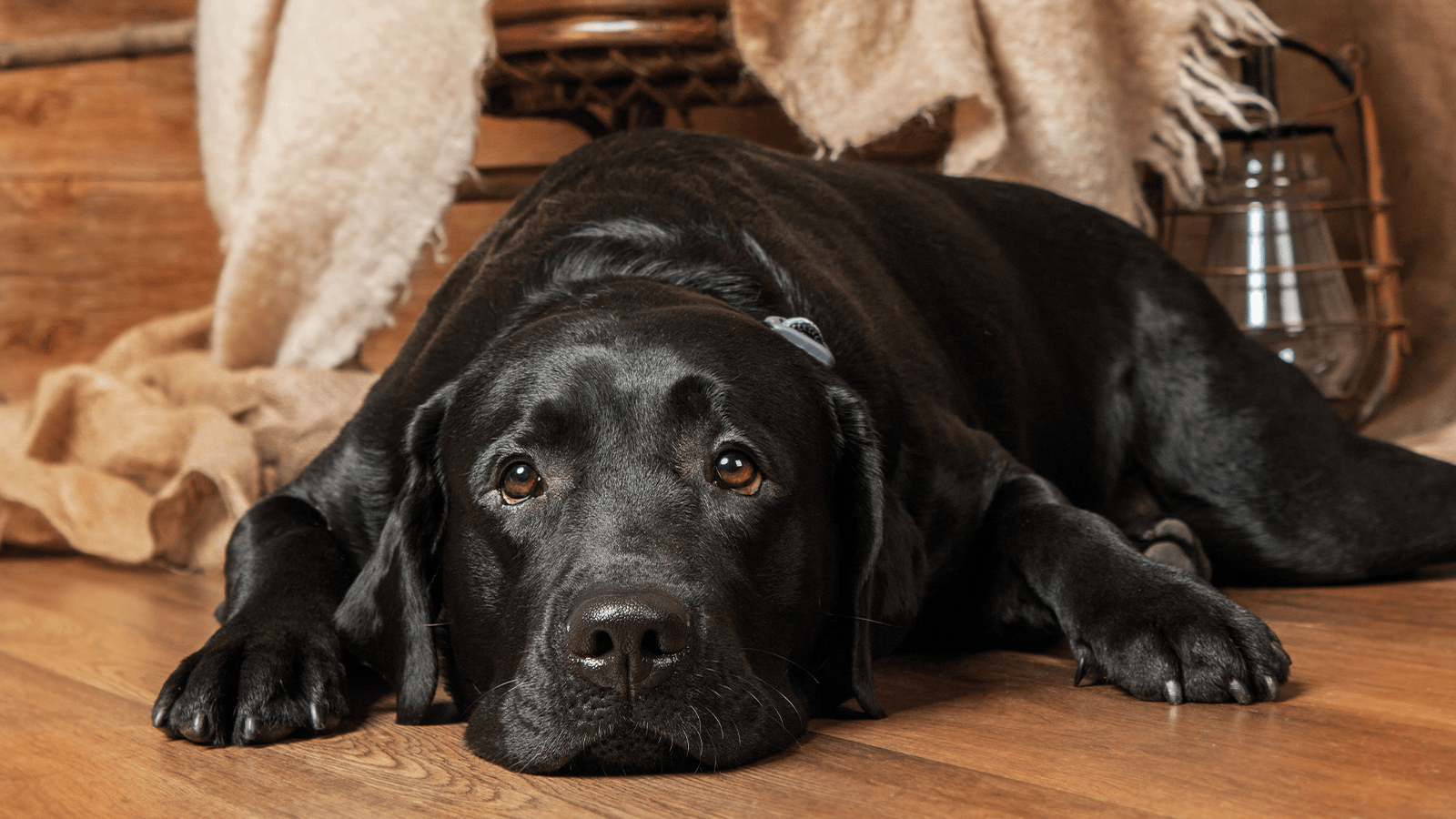 Alter Hund liegt auf dem Boden