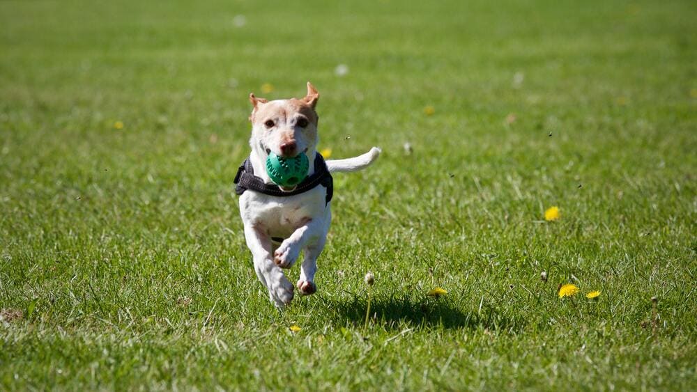 Hund rennt auf Wiese mit Ball