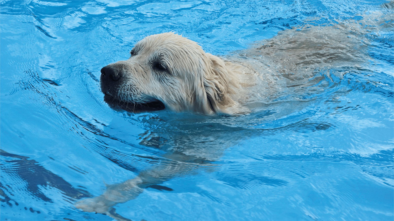 Schwimmender Hund