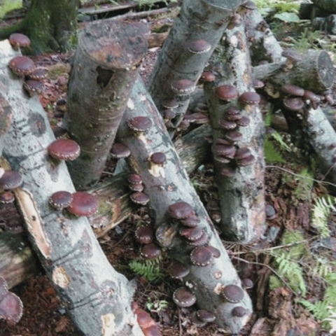 Odla shiitake på stockar