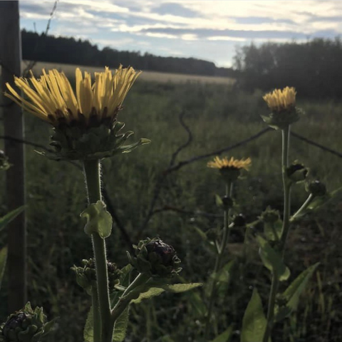 Ålandsrot - gör din egen honung med roten