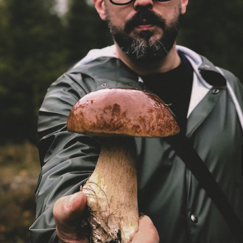 Medicinal mushroom, fungi, läkesvamp som Chaga, Reishi, Lions Mane för biohacking. 