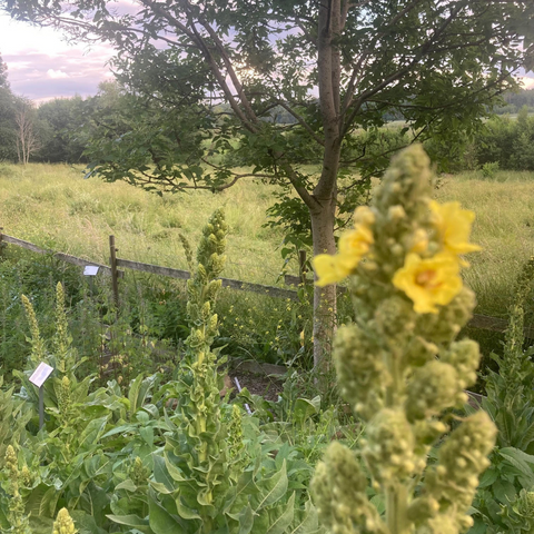 Kungsljus gör infusion av blommor