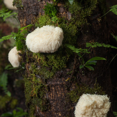 Lions Mane Igelkottstaggsvamp tinktur Nootropics