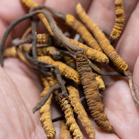 cordyceps