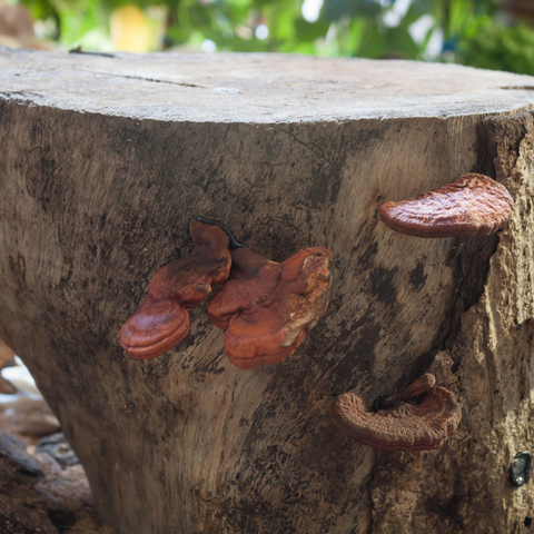 Reishi Ganoderma växer på trädstam