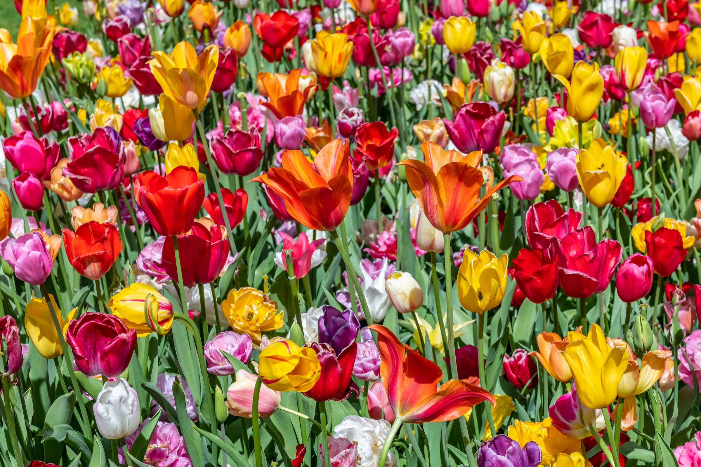 Dutch Tulips