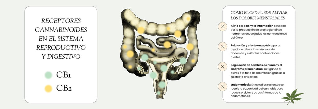 sistema endocanabinoide