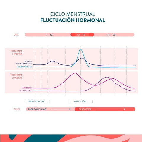 Fluctuaciones hormonales ciclo menstrual