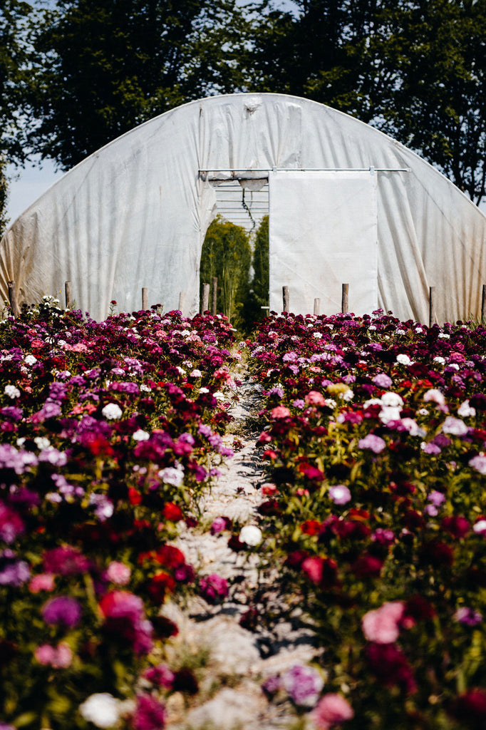 biologisch Blumen bloomon