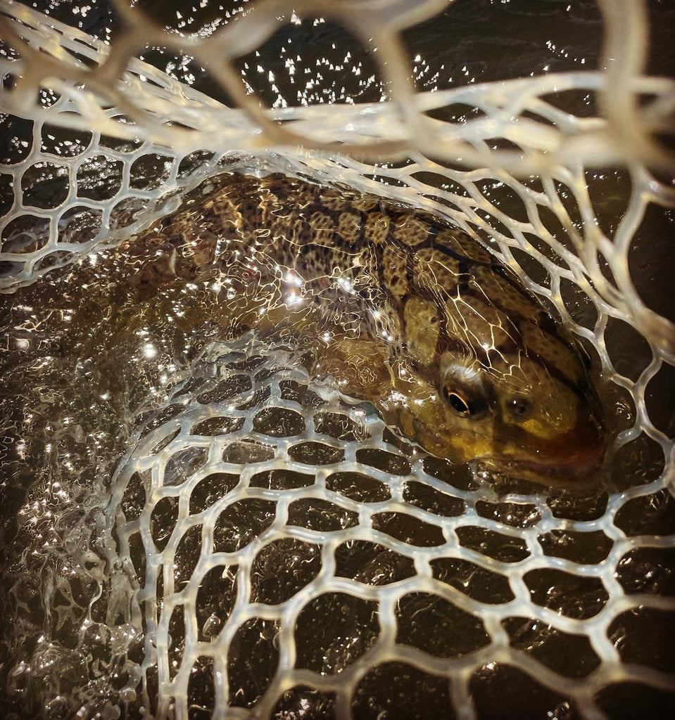 Brown trout in the net