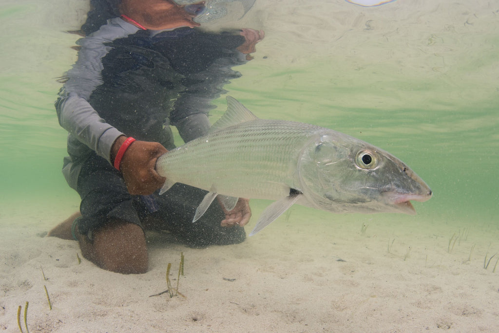 underwater photo of fly fishing in salt water